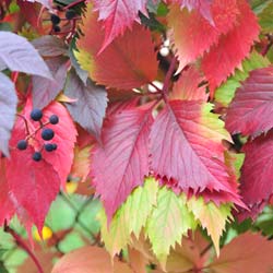 Parthenocissus quinquefolia